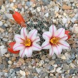 Mammillaria goodridgii JLcoll.2718.jpg